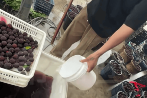 又一网红水果塌房消费者却无力心疼果农了