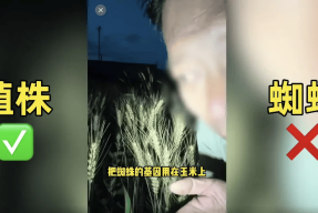 离谱！200万网红抹黑袁隆平育种技术造谣杂交水稻害人